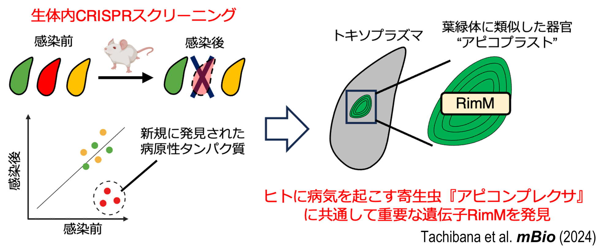 2024TachibanaYamamoto-mBio-ja_WH.jpg